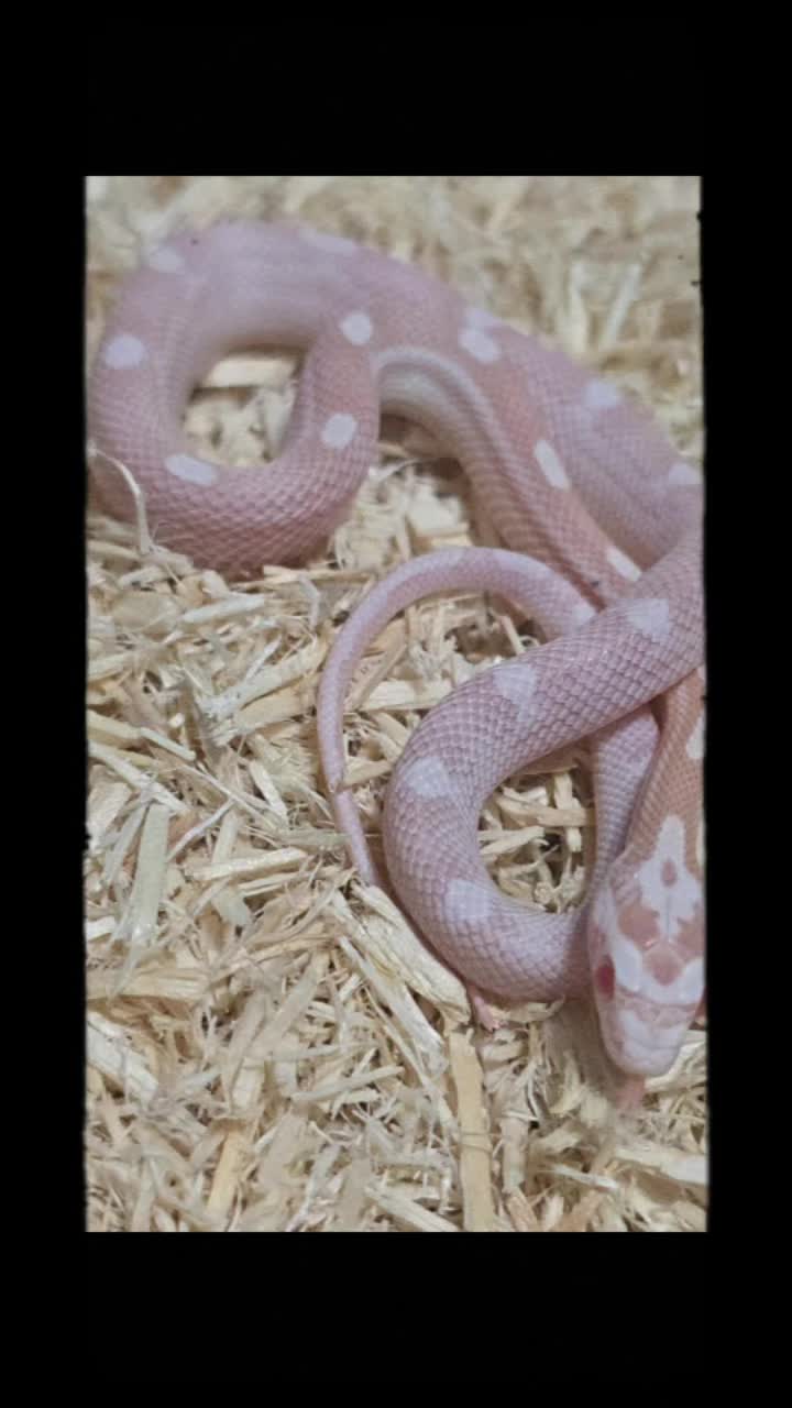 @TheReptileCompanyofWisconsin