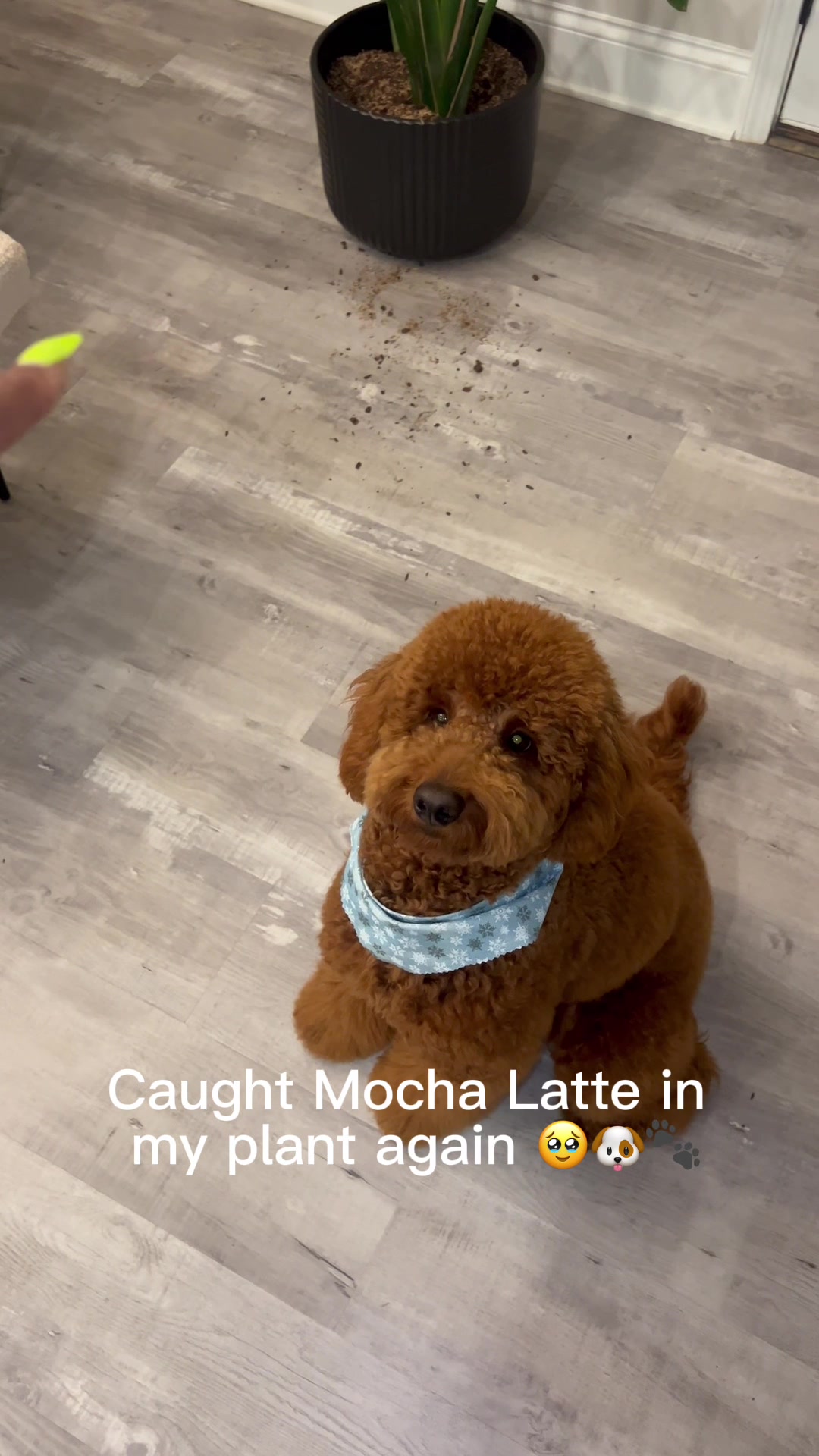 @LA Shay & Mocha Latte ๐ค๐พ