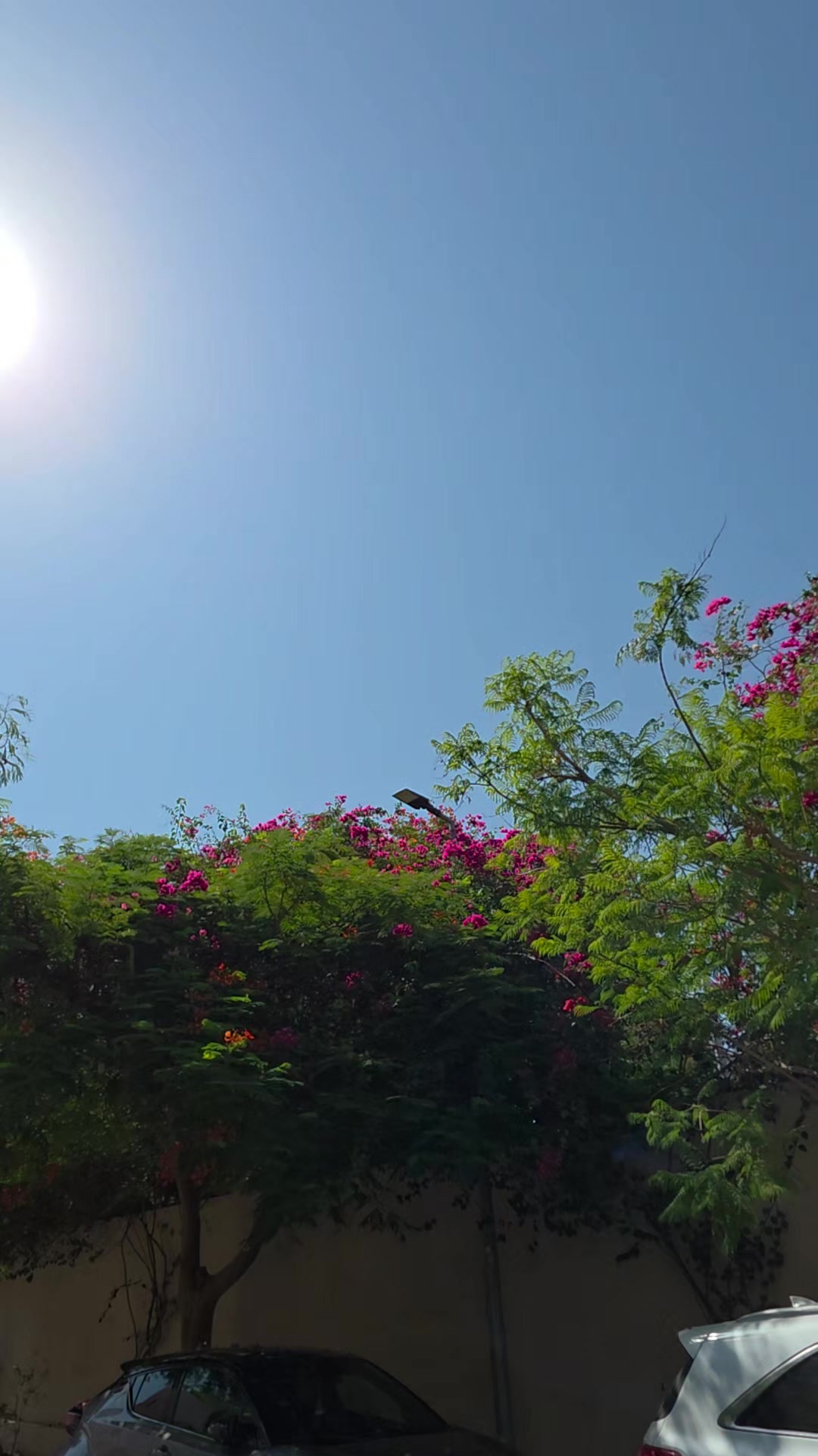 @لأَبْي ..🕊️رَوْحٌ ورَيْحان 🌿
