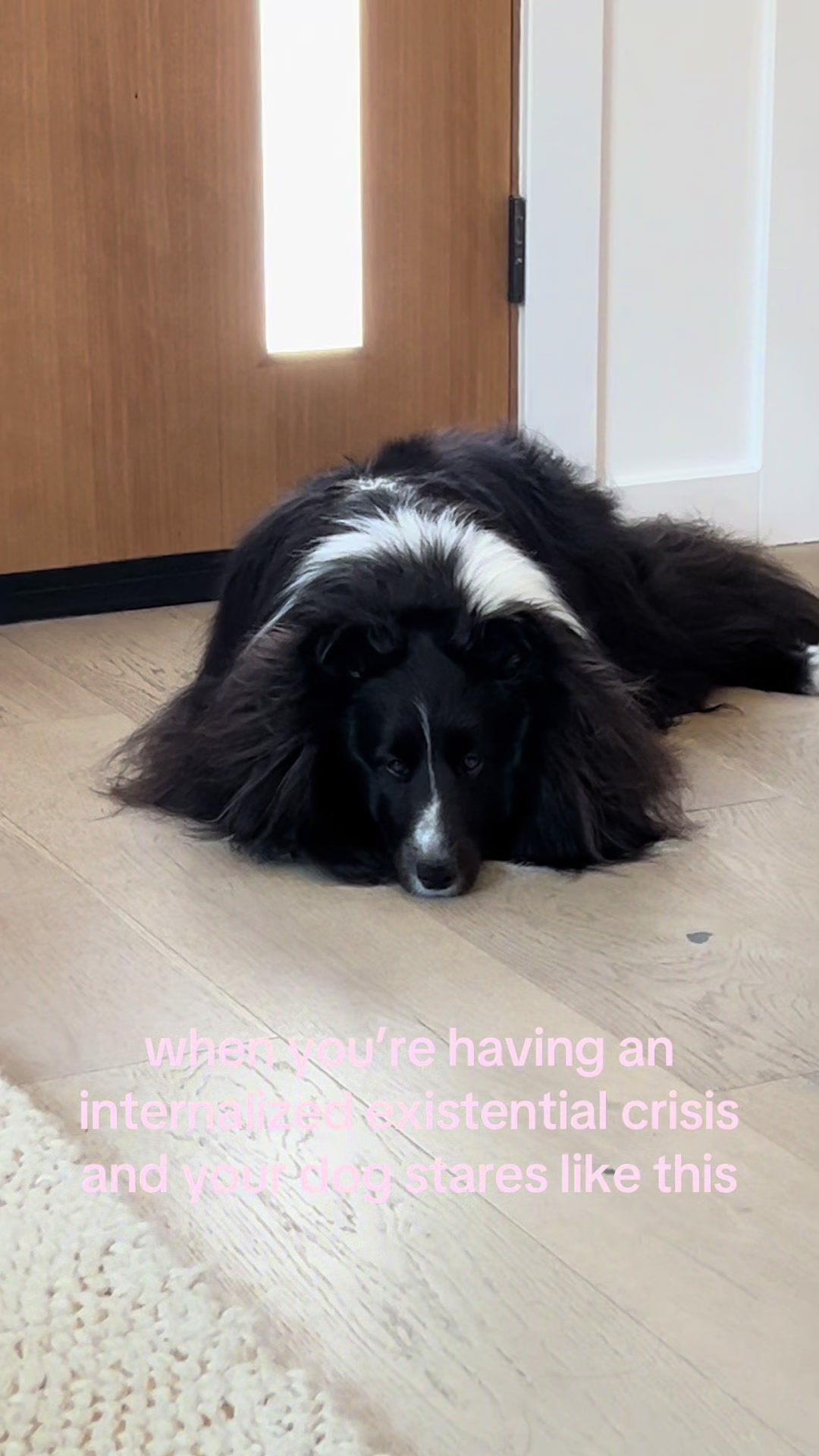 @beauthesheltie