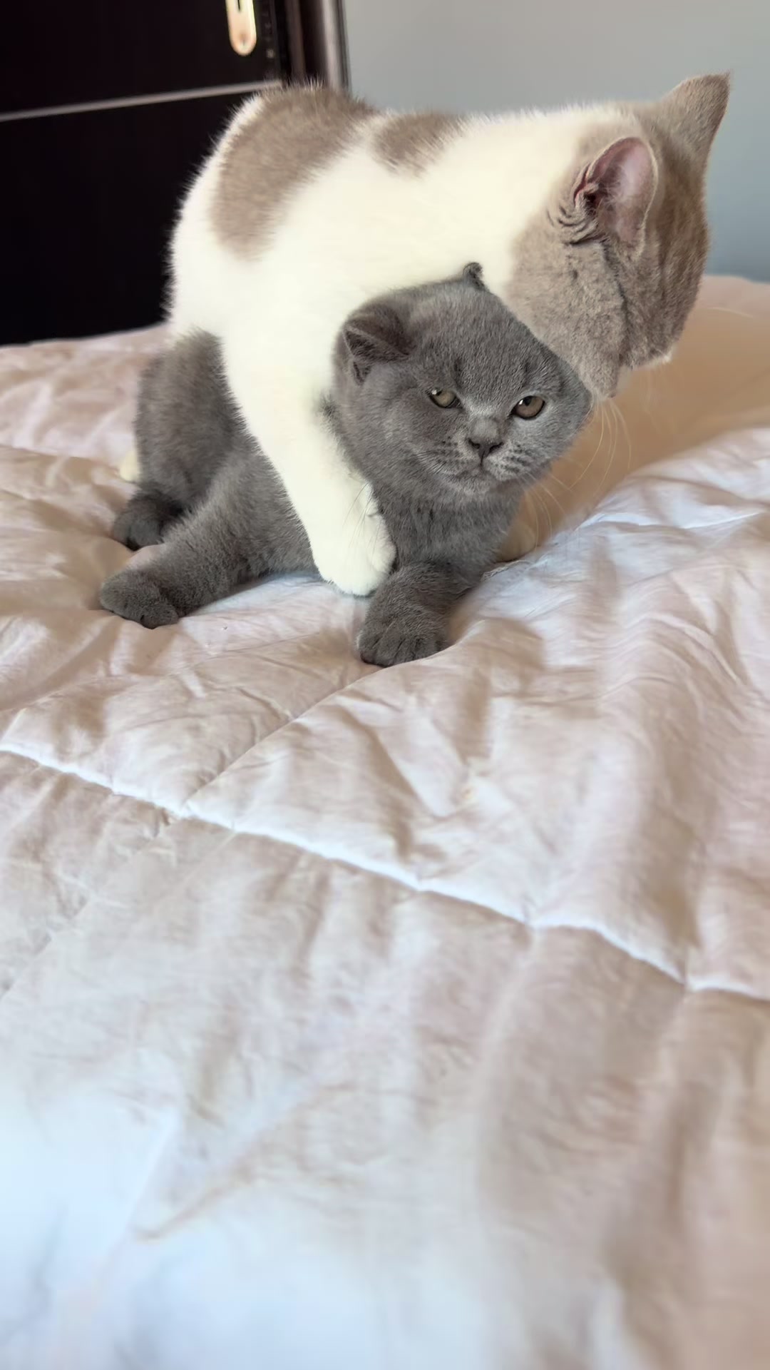 @Lako&rsquo;s_british_cattery