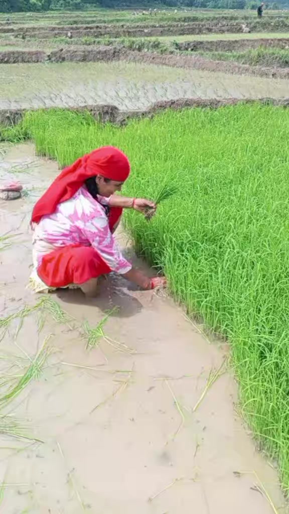 @mumabashyal