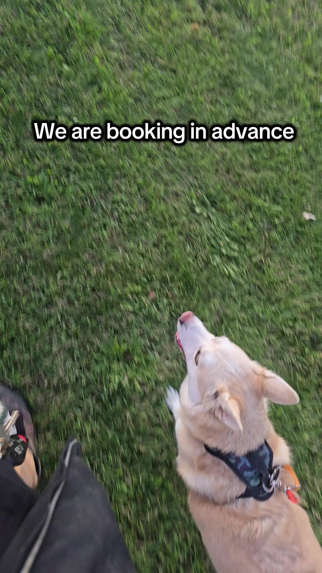 @Kairo's K9s Training 🇨🇦