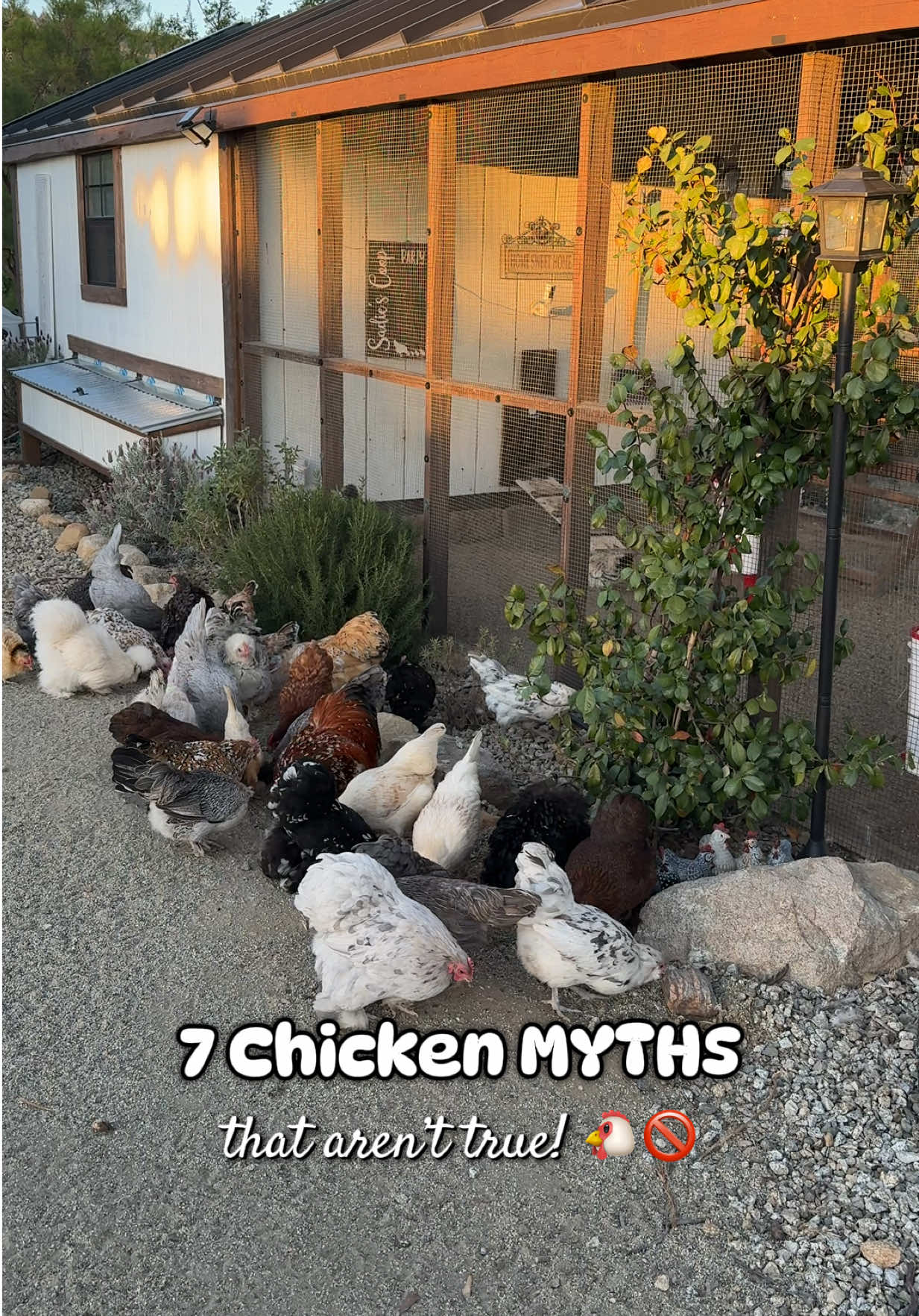 @Simply Chickens
