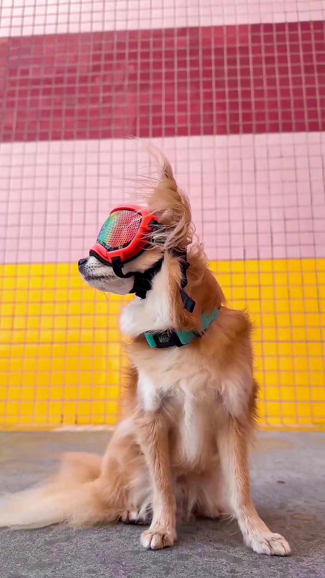 @CanineAntics