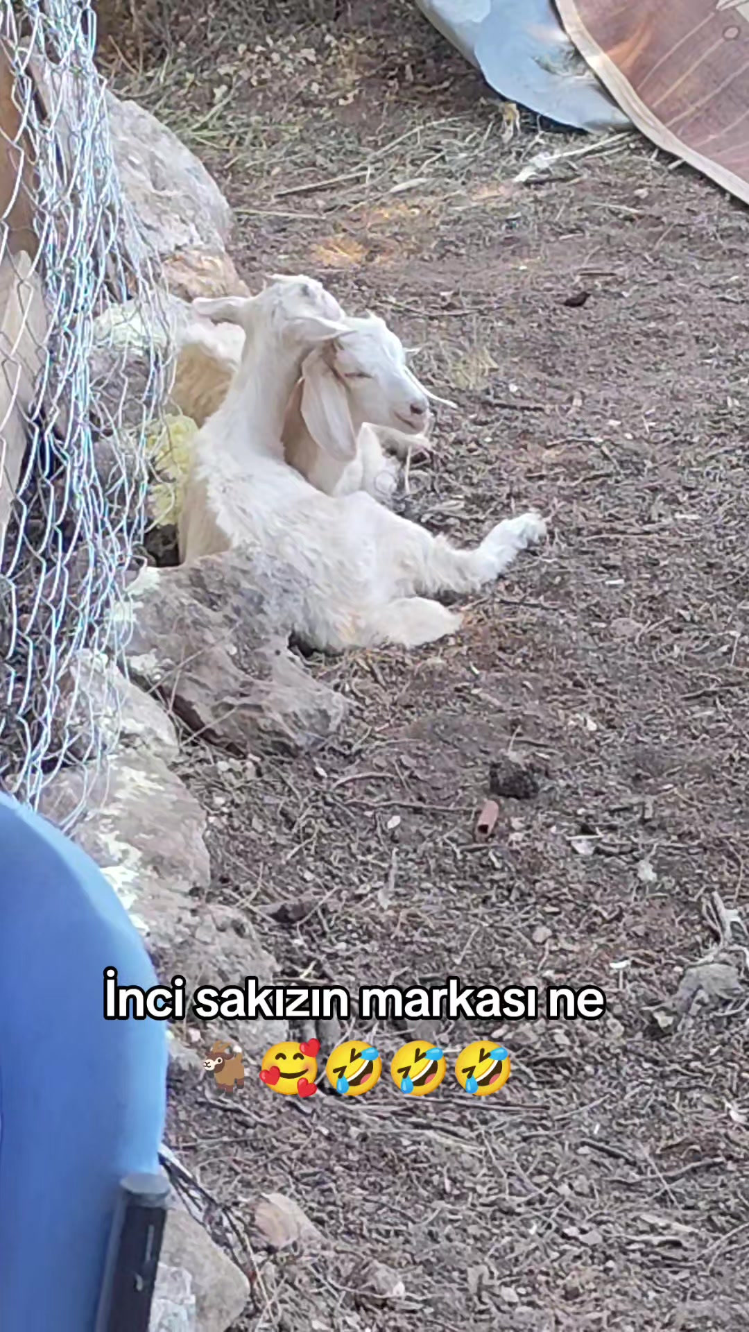 @PİSKO👉TOMBİK{45}