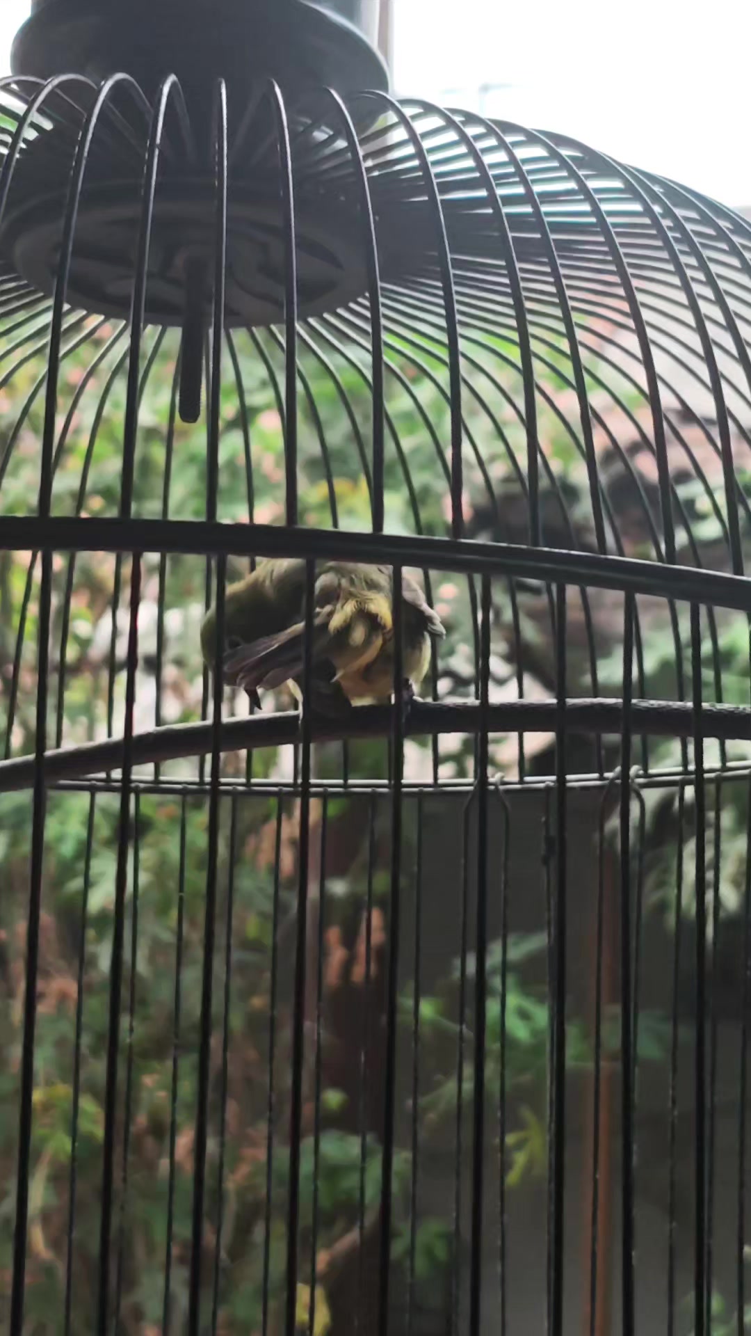 @NDX BIRD FARM