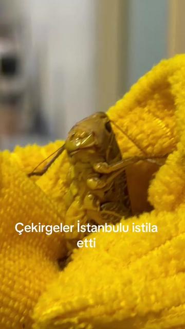 @K&Ouml;RFEZİN NABZI