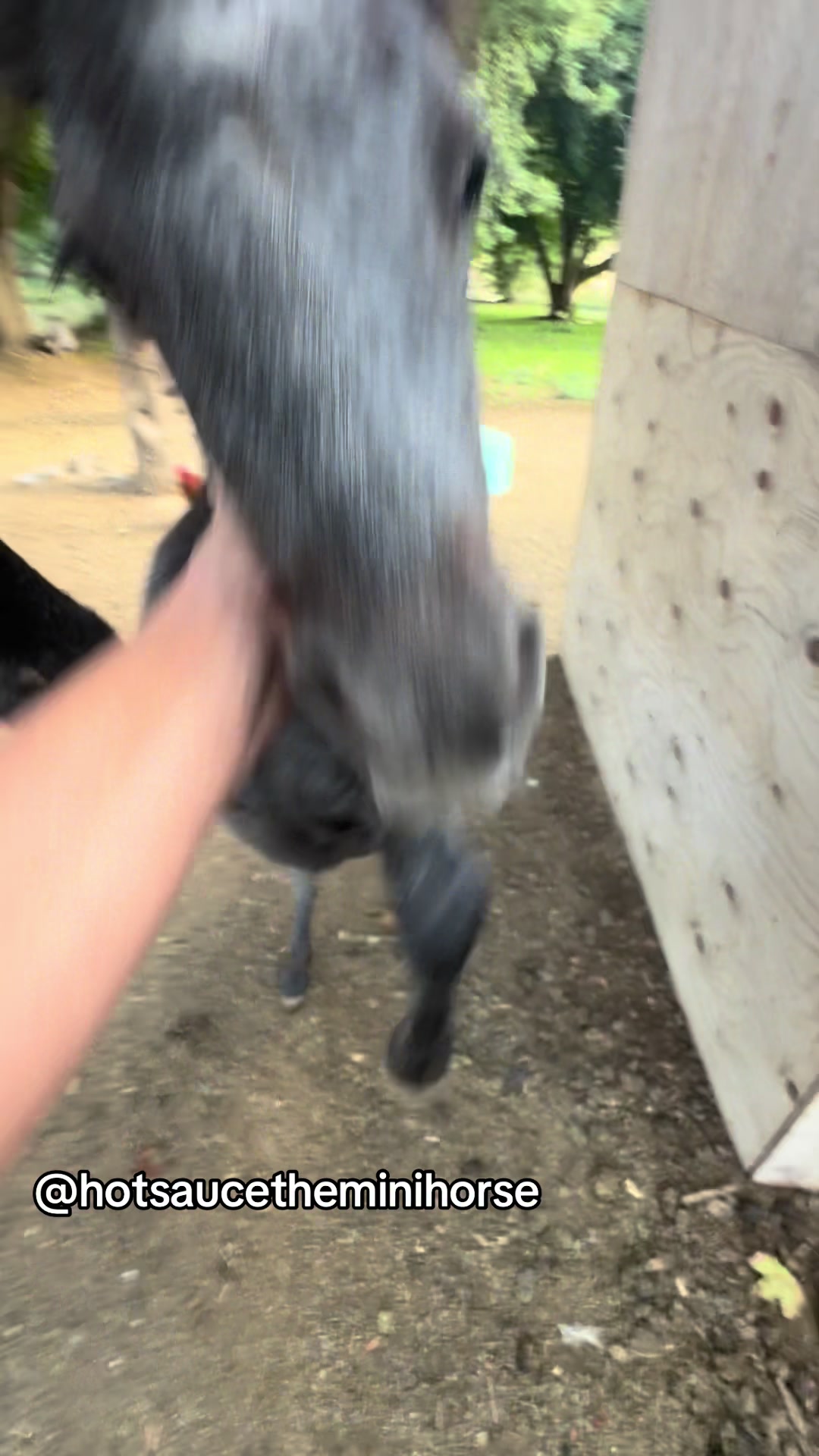 @Hot Sauce the Mini horse 🐎