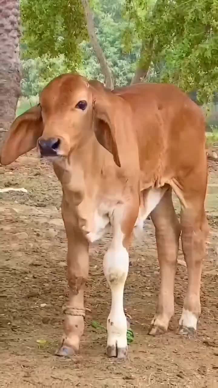 @D-Company_Brahman