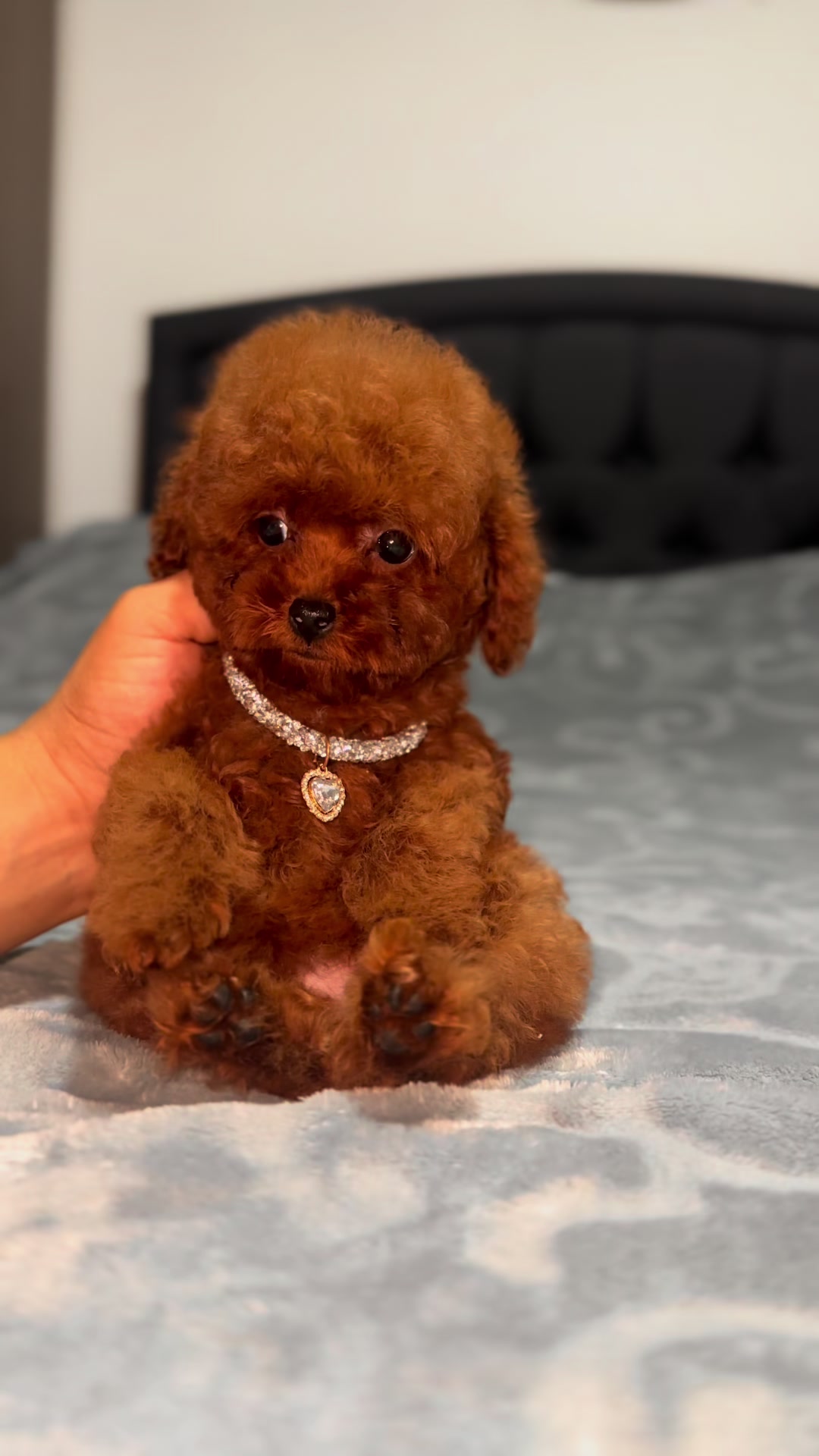 @RED_POODLE_KING
