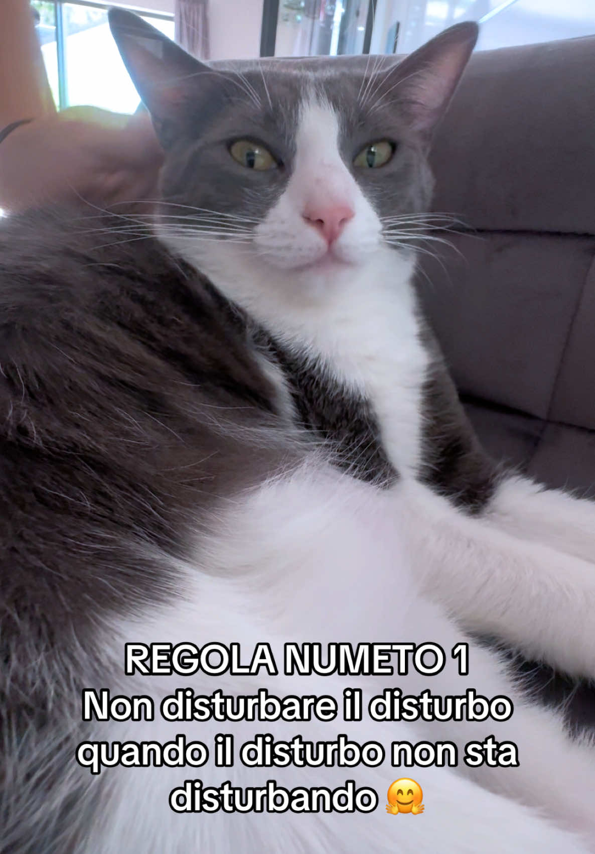 @Cippy & Romeo-a🤣