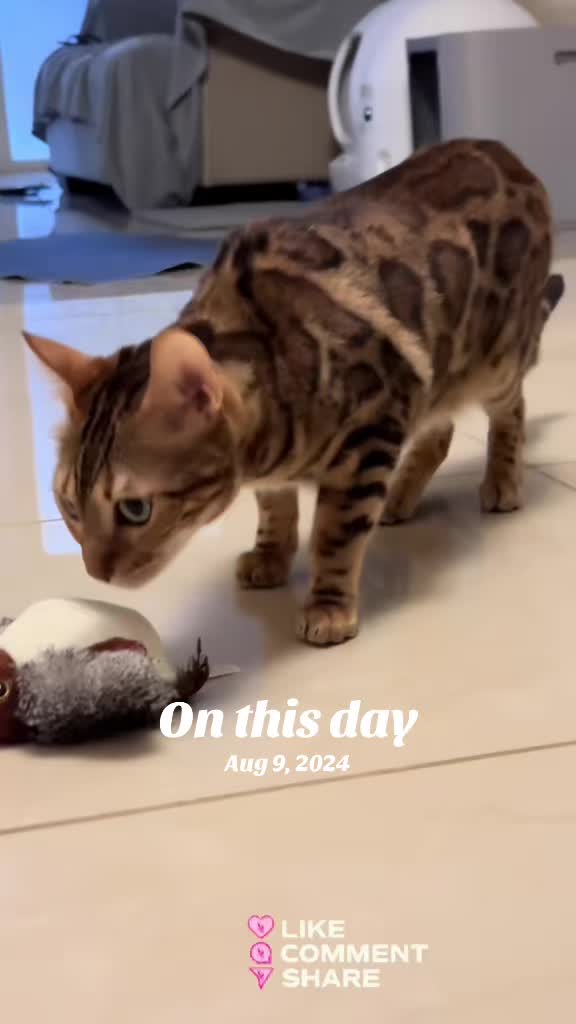 @Drew crazy cat guy