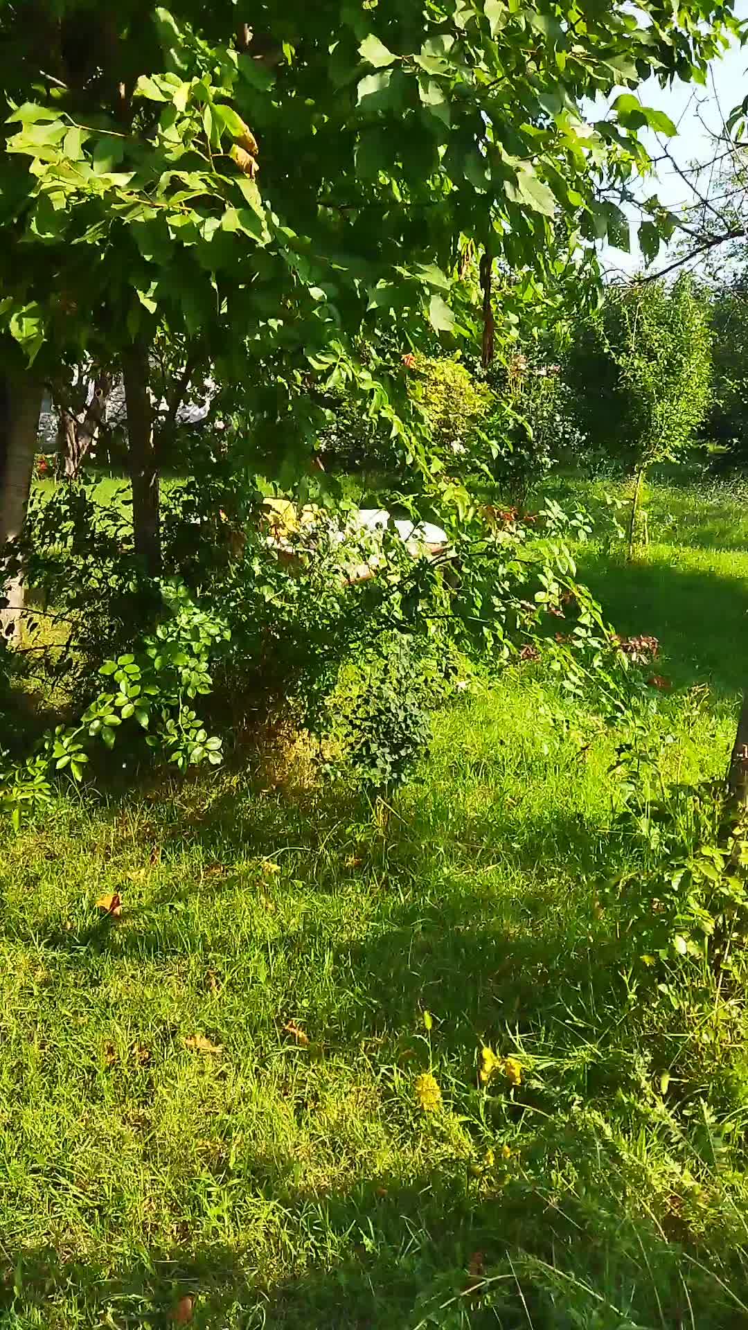 @Orxan Ibrahimov