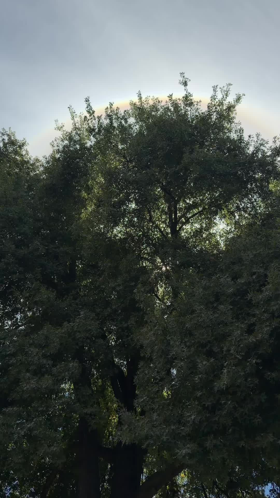 @Hayat Shaikh 🇵🇰 🇺🇸