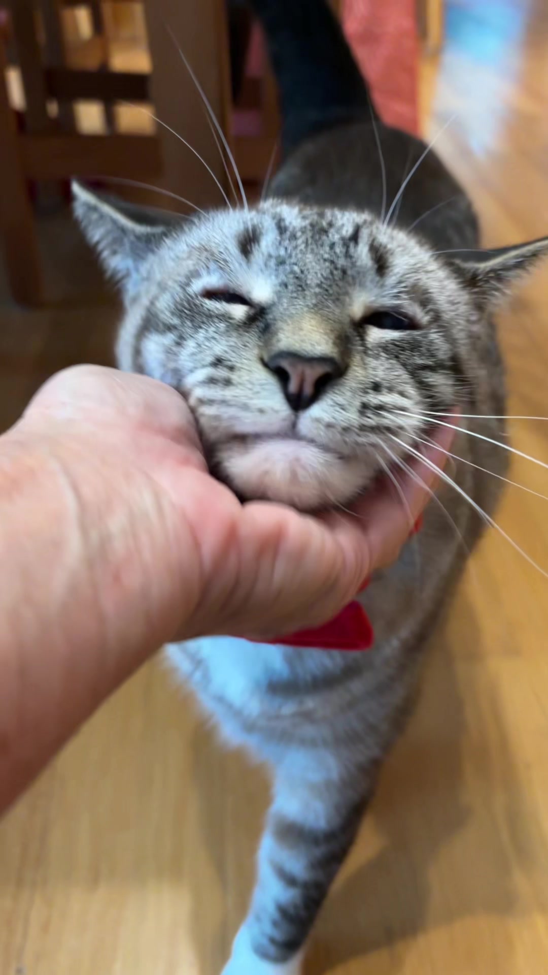 @bellkittiesmom