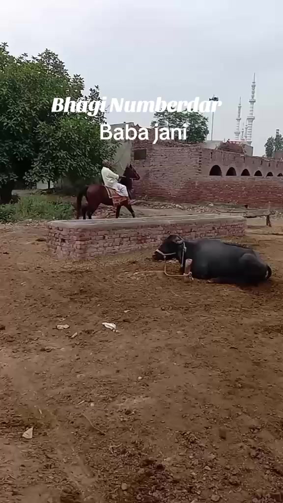 @احمد گل نمبر دار