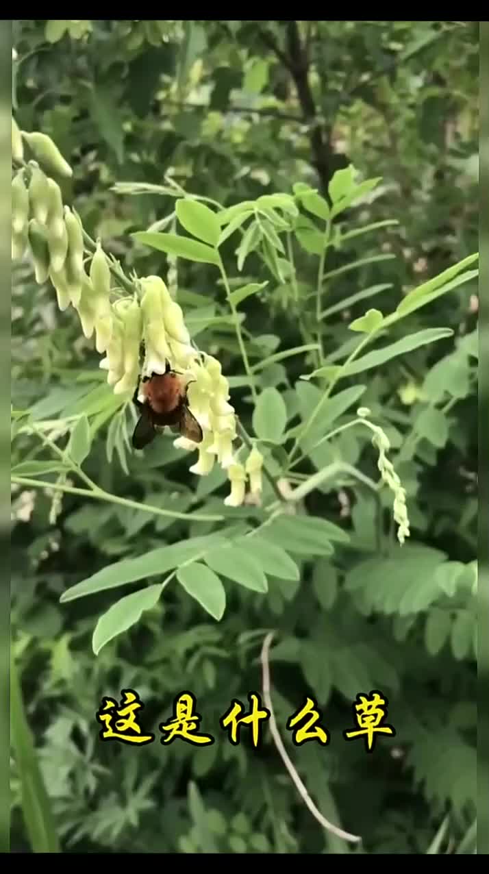 @gaib0009