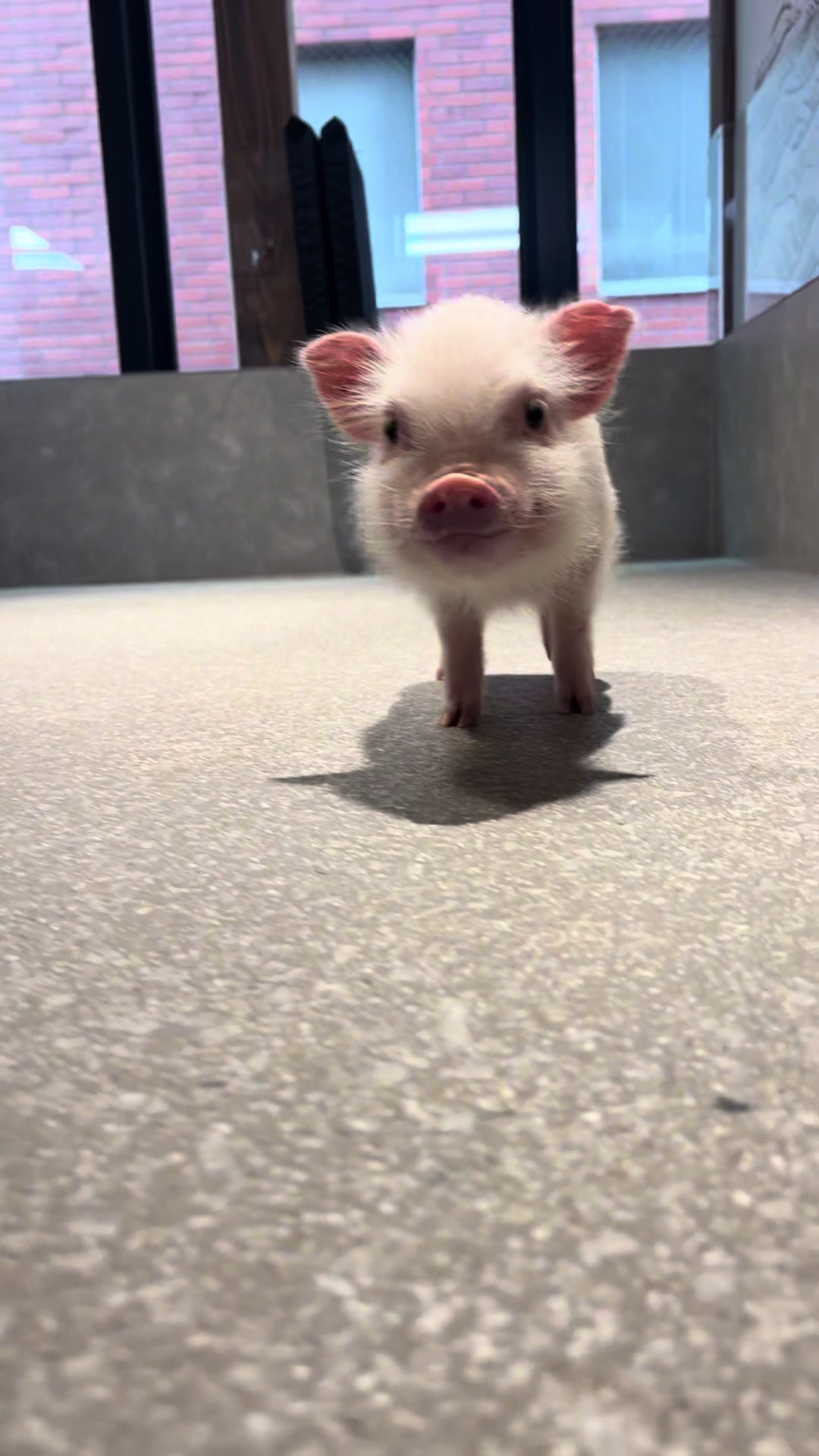 @pignic