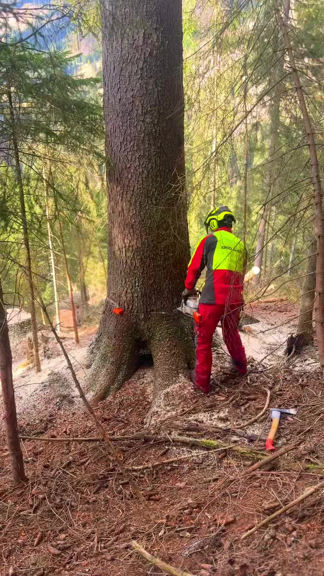 @forestexport