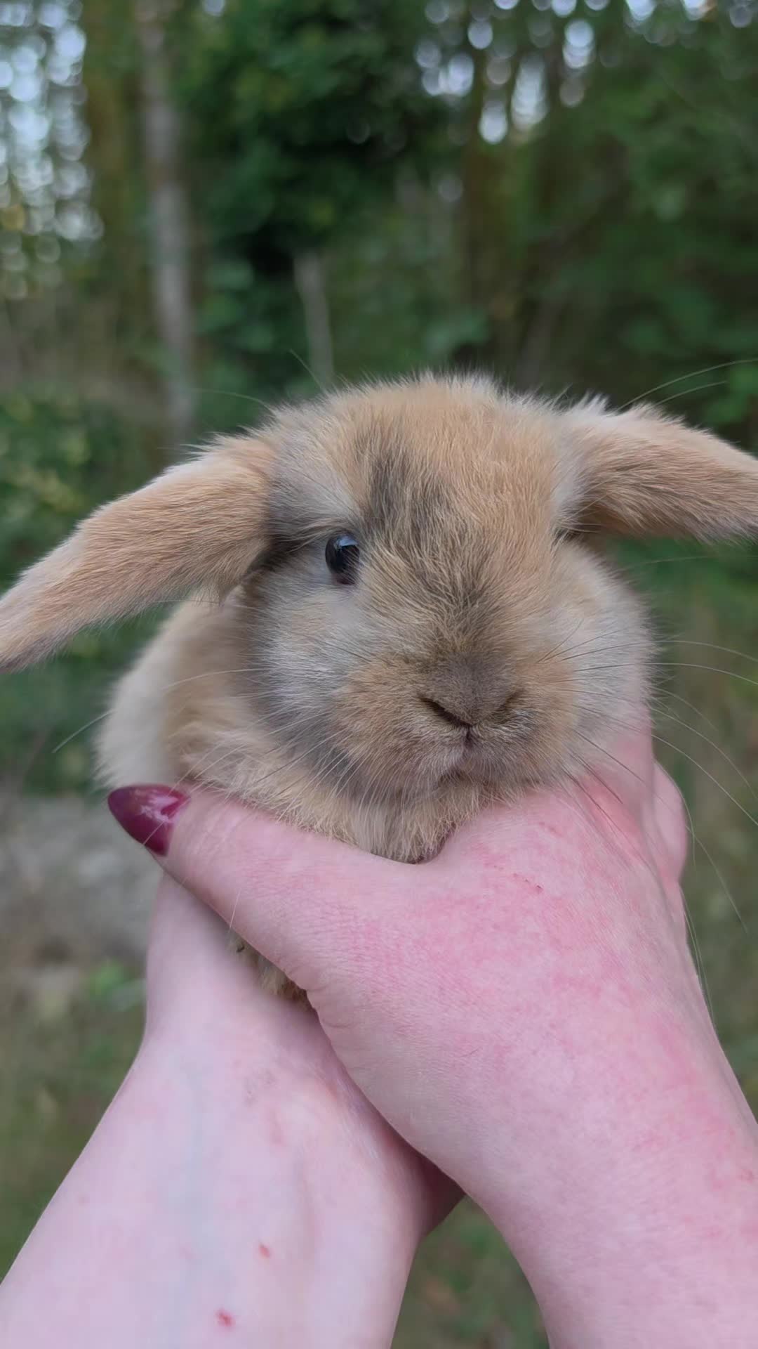 @Darling Rabbitry