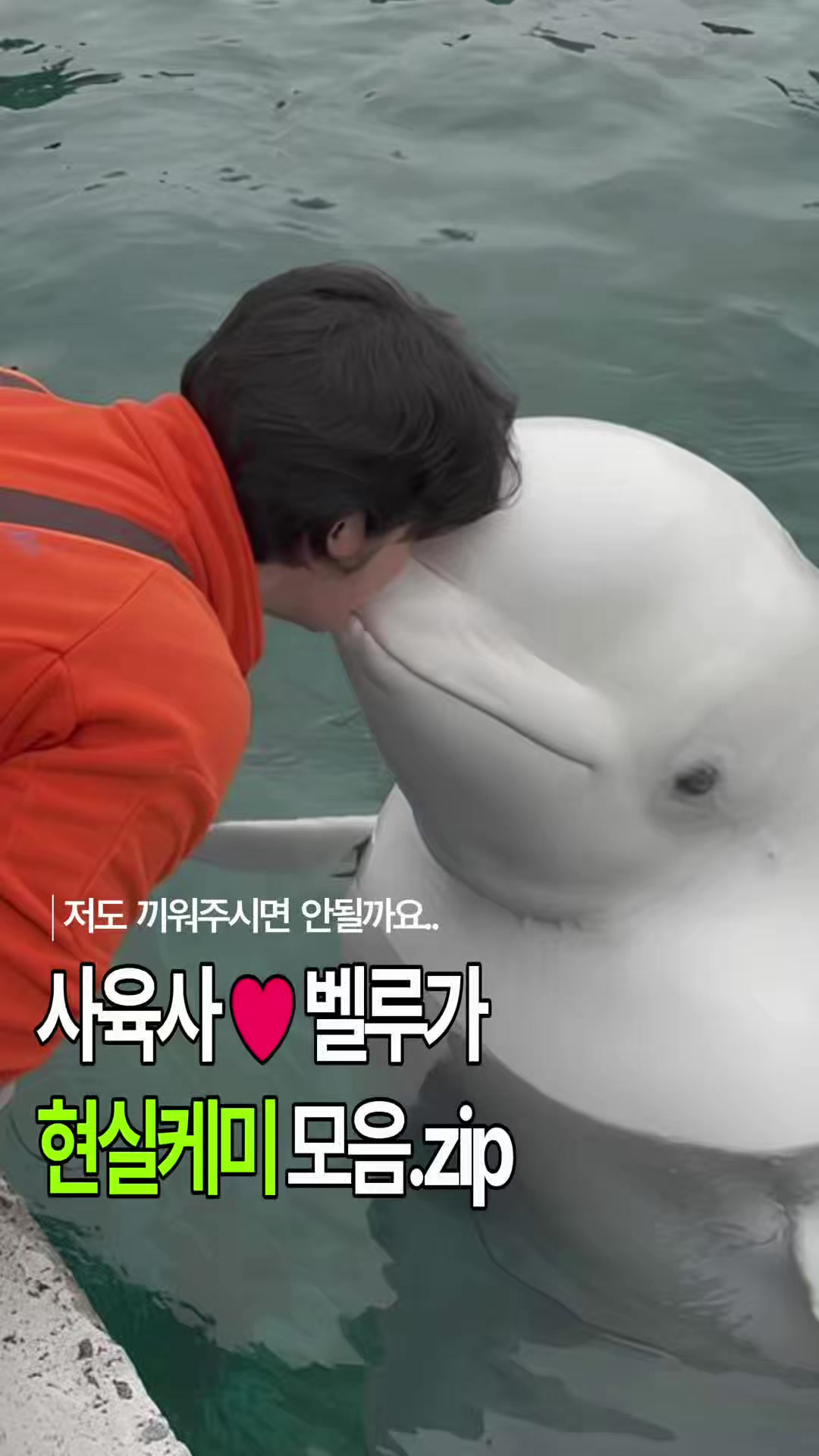 @DolphinTok