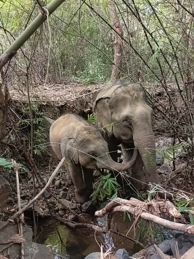 @LuangPrabang Elephant New Home