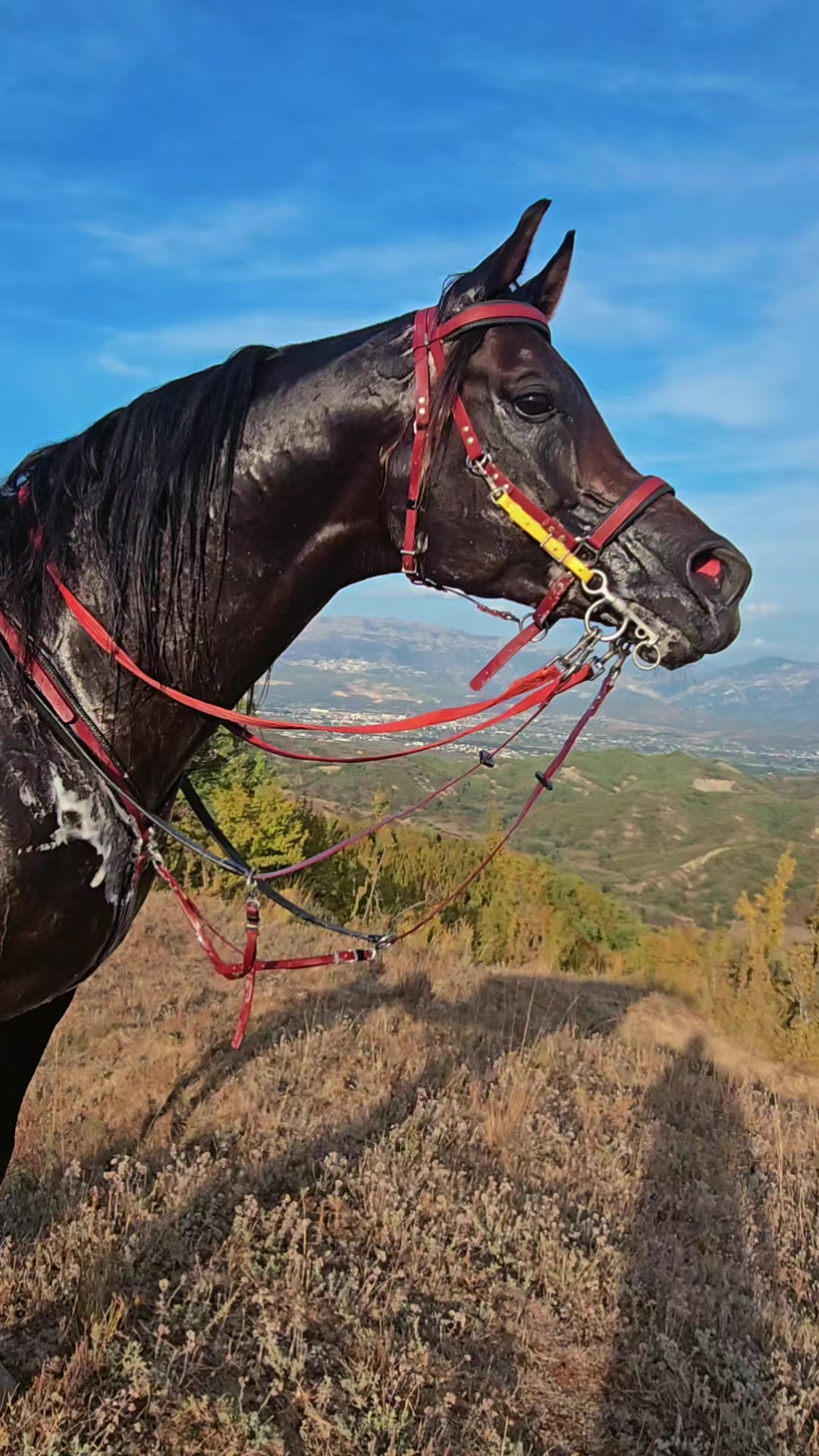 @Horse Training Center Albania