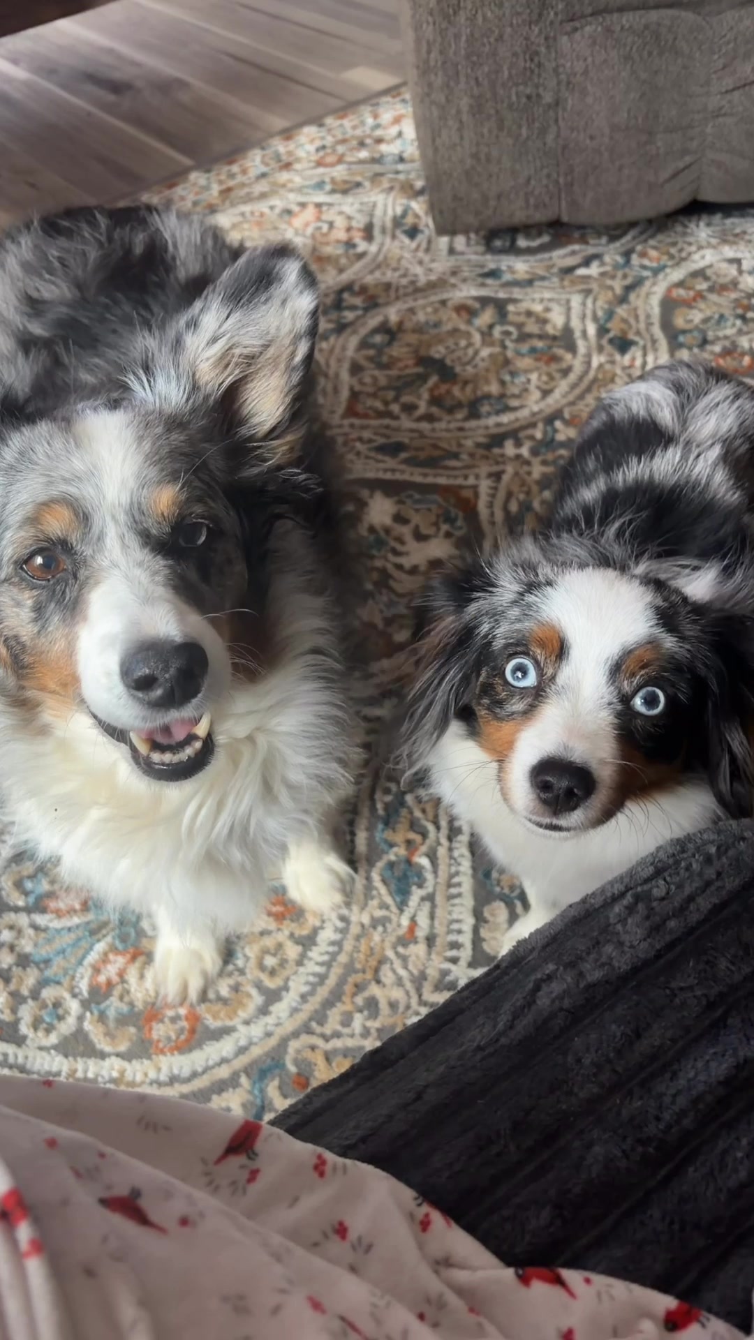 @bellaandrockieandsammie