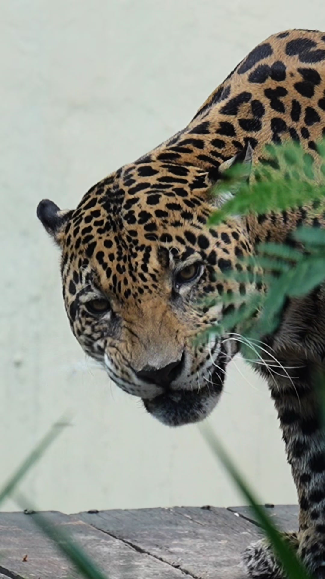 @Jair Herrera 🐆