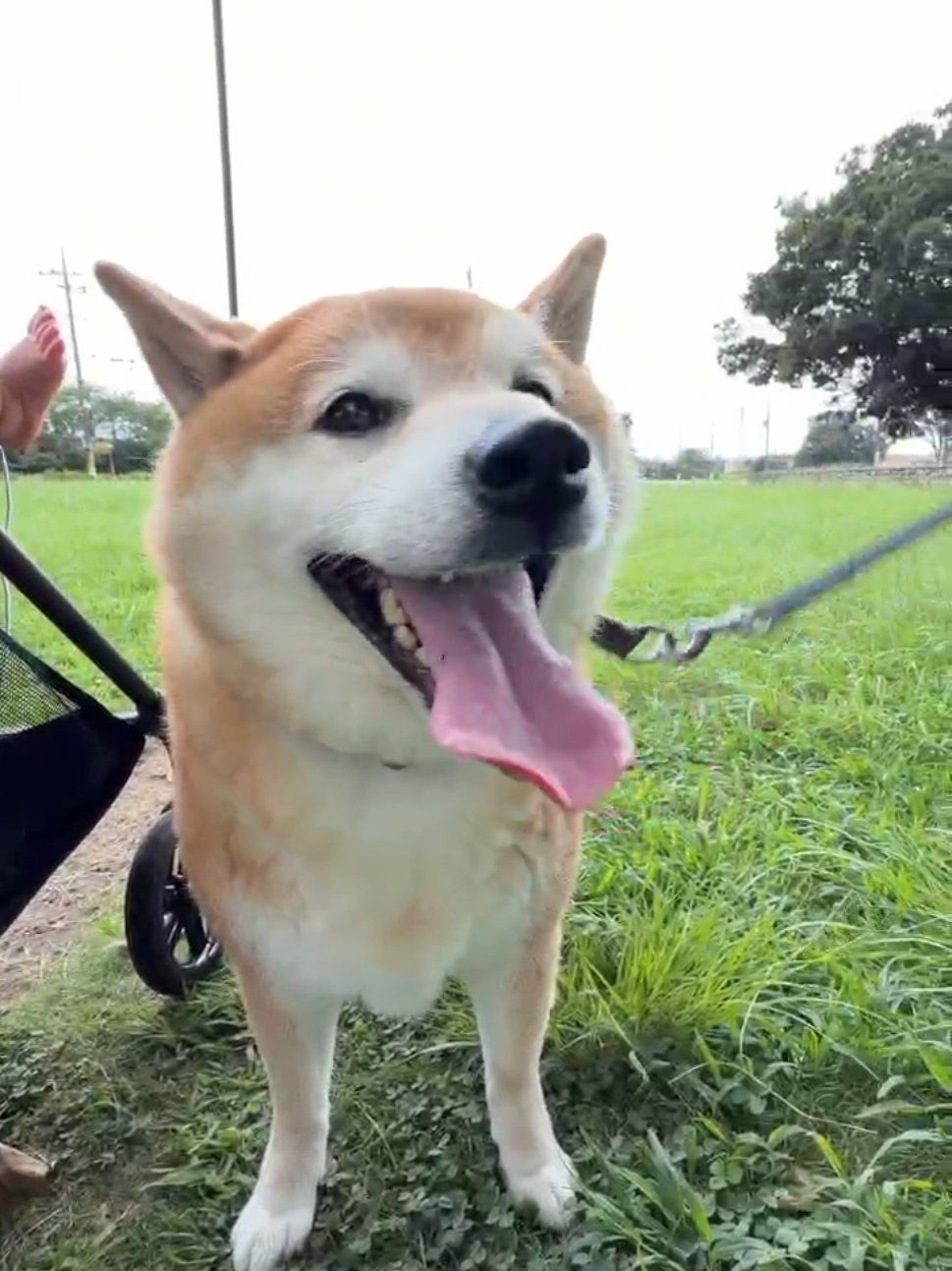 @柴犬とんこつ
