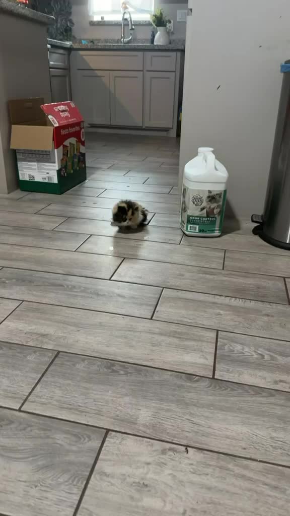 @South Texas Persian Rescue