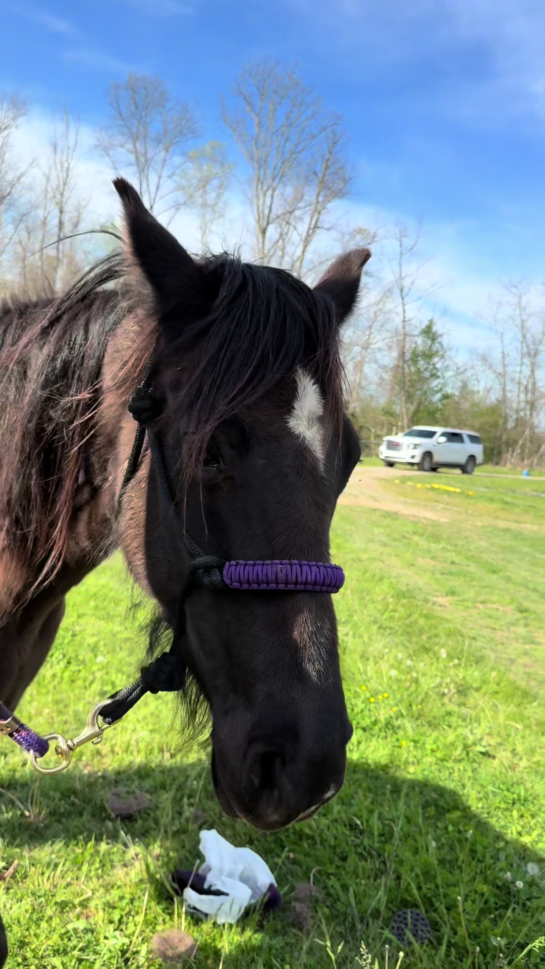 @EightyDollarStables