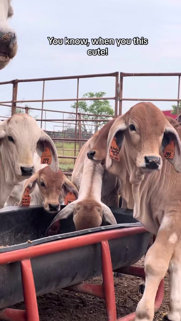 @The V6 Ranch