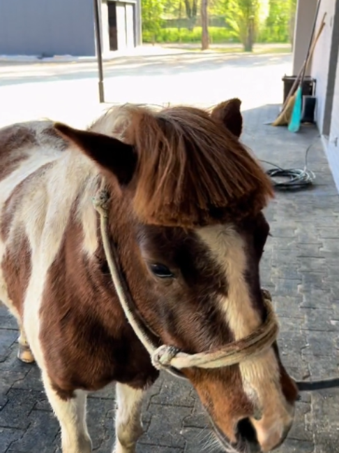 @Horses TikTok