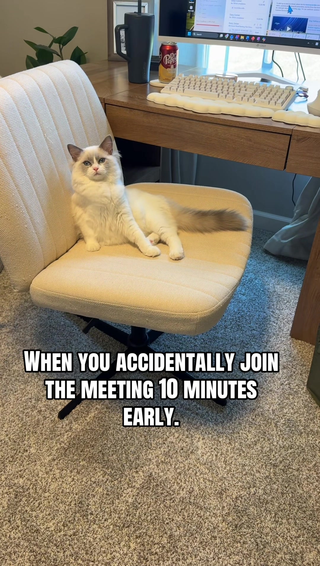 @Milo The Ragdoll Cat
