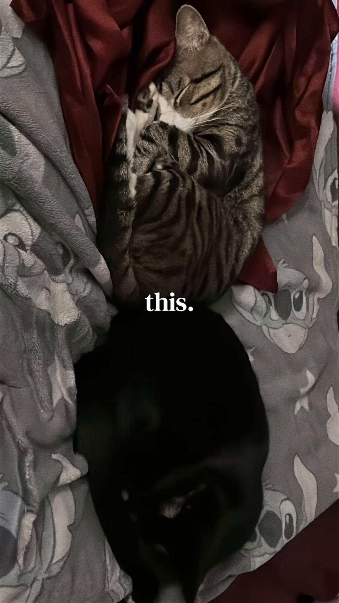 @UhChoppdQueso👑