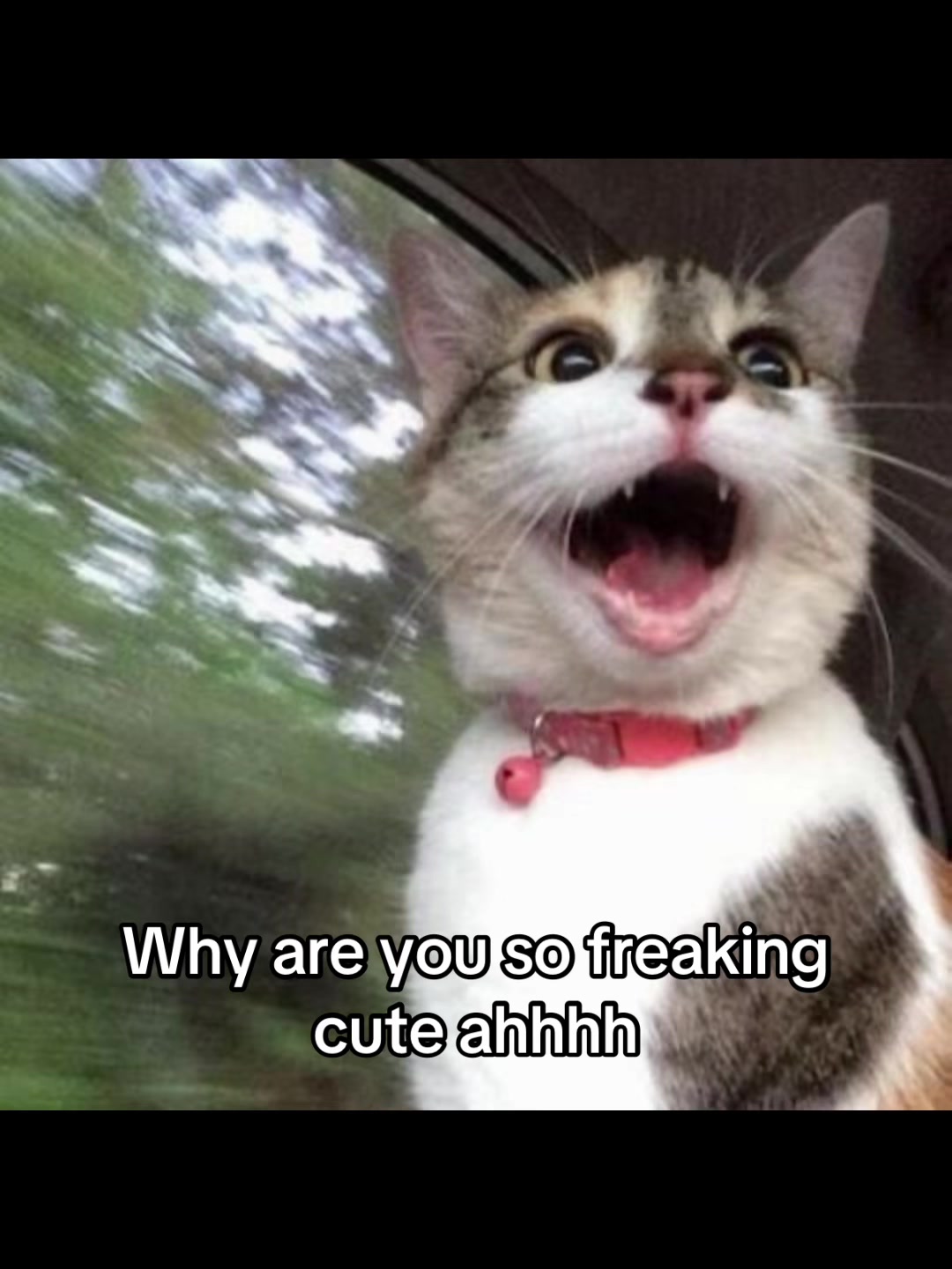 @LavanderCat