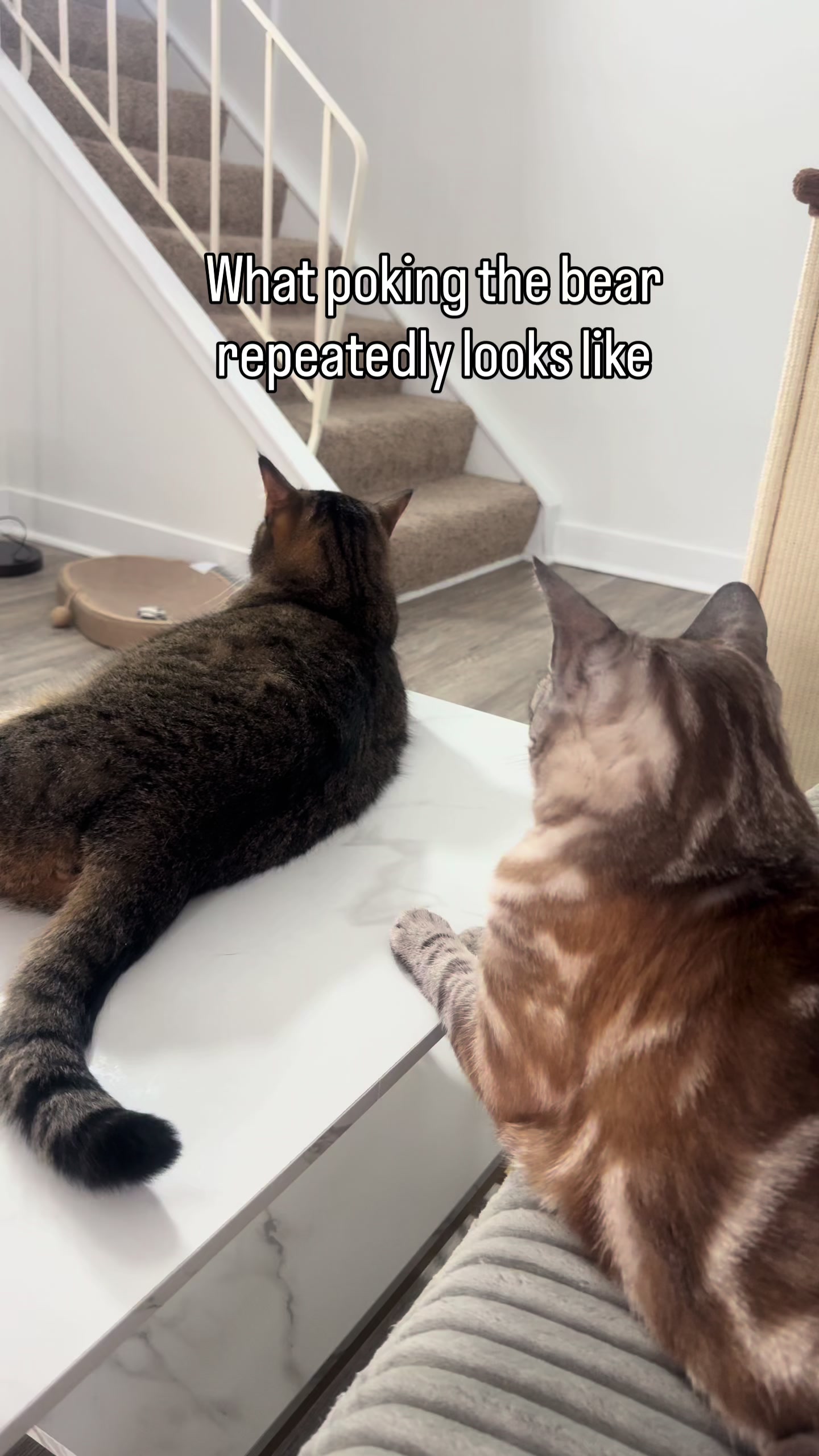 @Three Nawty Cats
