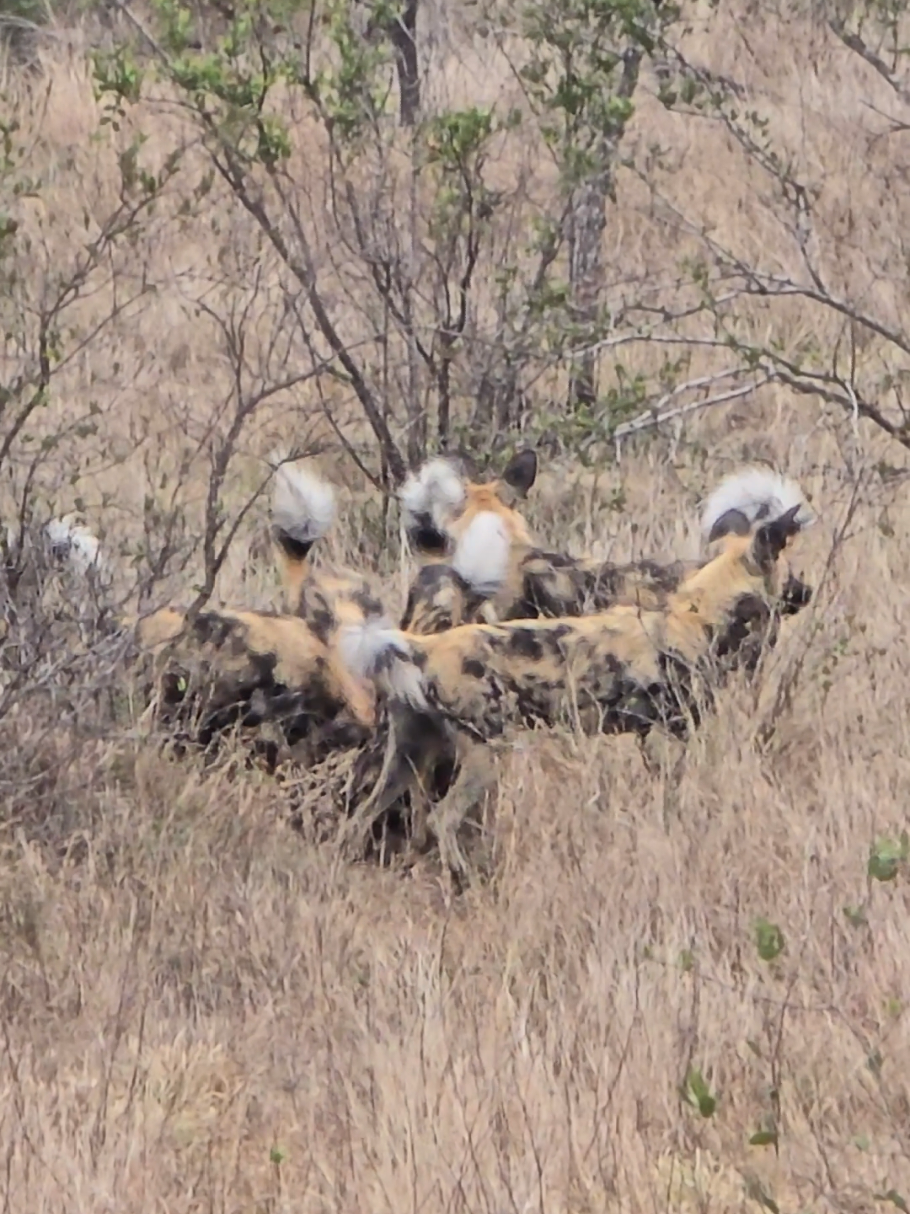 @KPS Safaris and Tours