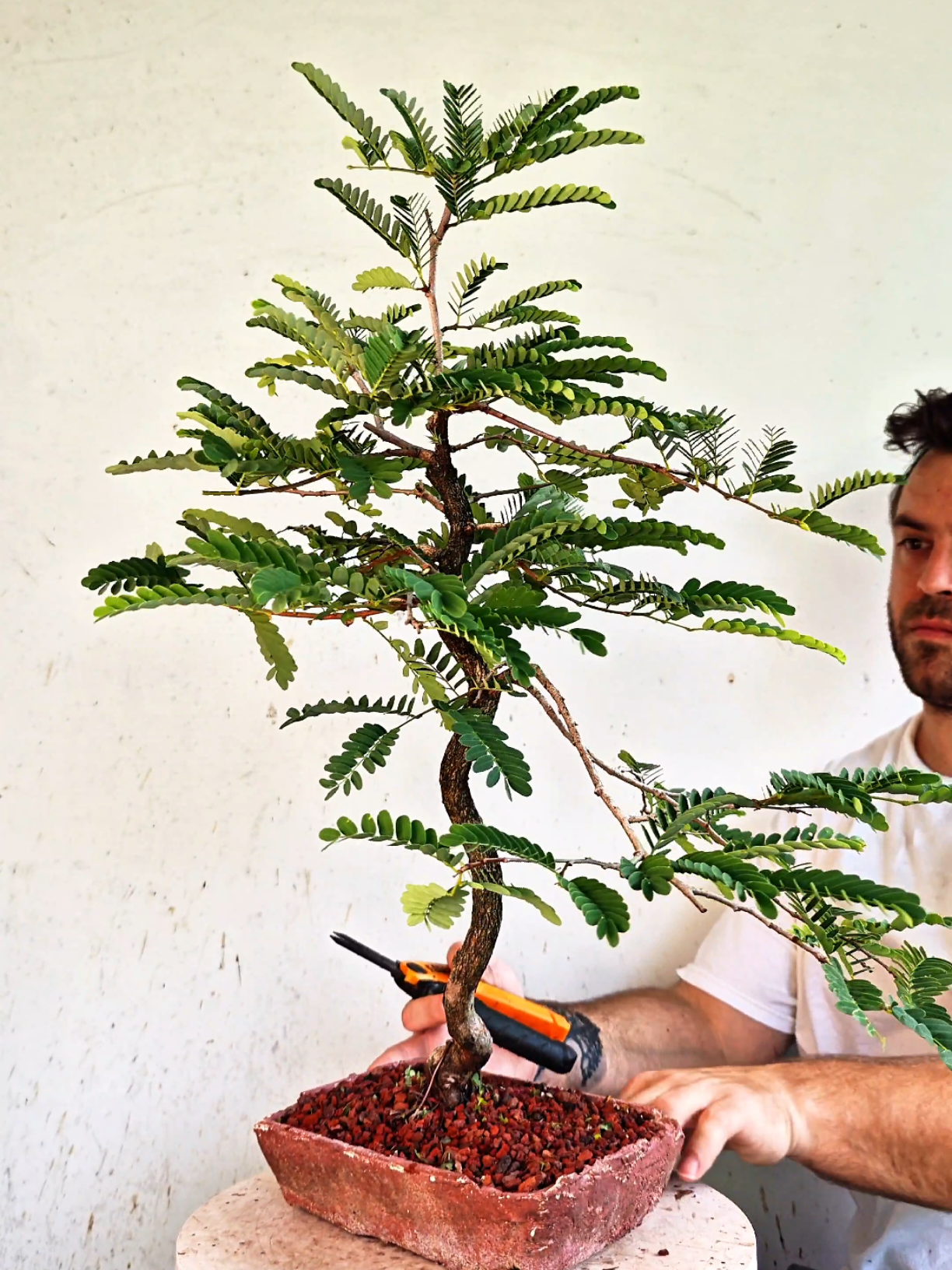 @Bryan Loves Bonsai