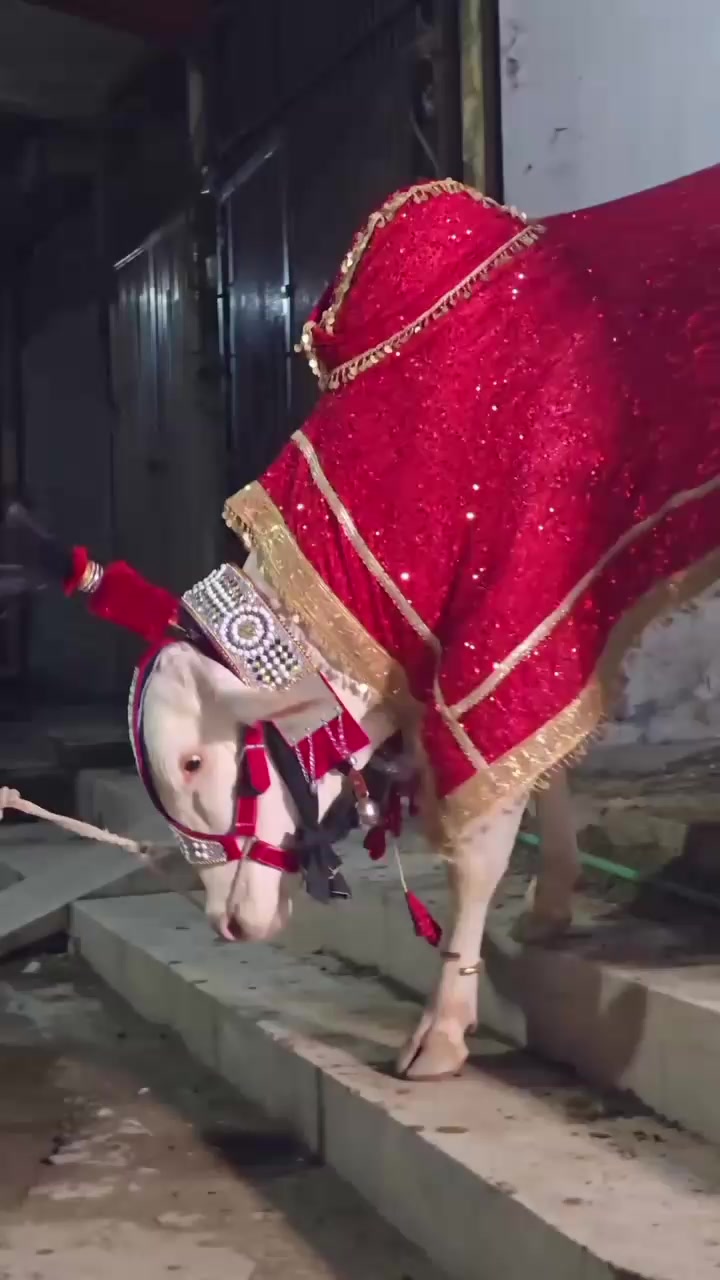 @Cow lovers ❤️