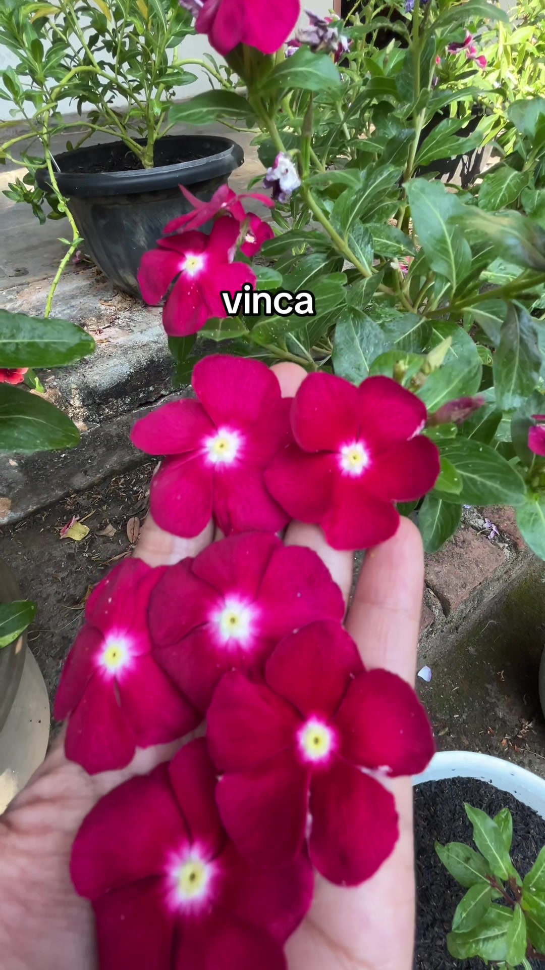 @Xeema_Nursery