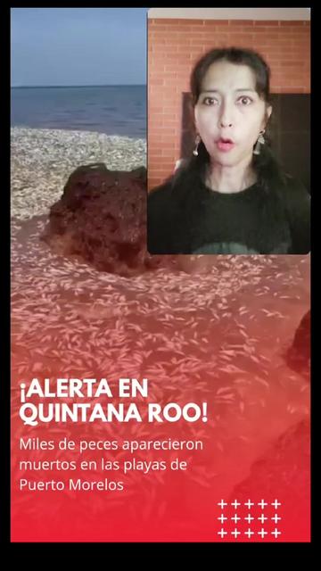 @Panda informativo