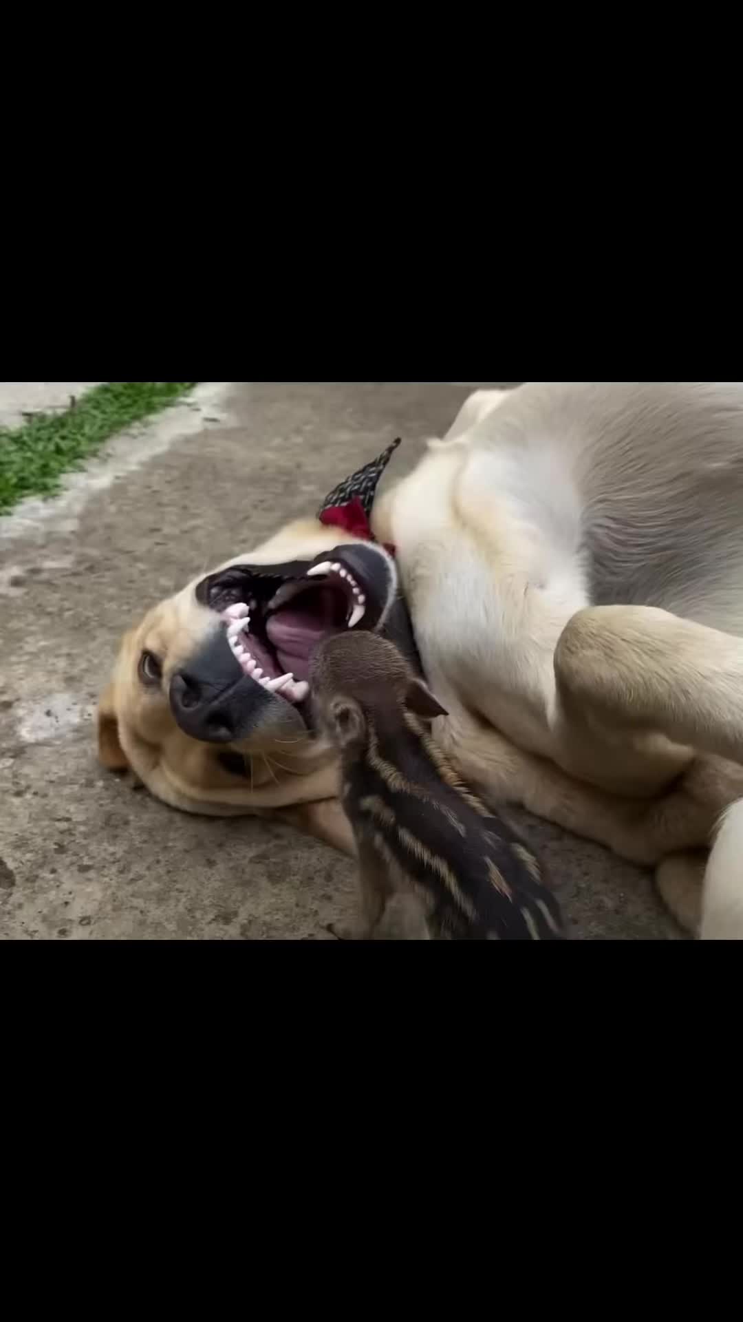 @Animal 🫶