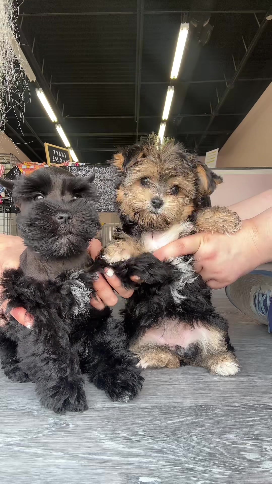 @Furry Babies
