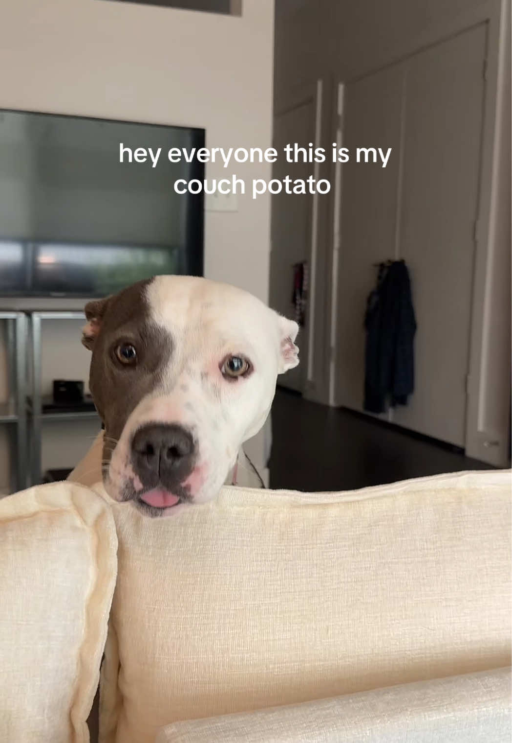@renitbackturbo
