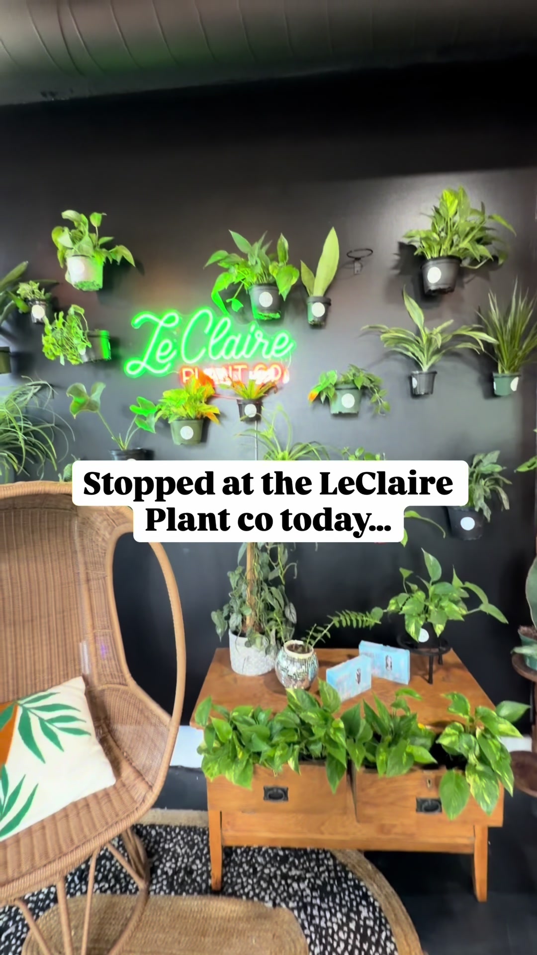 @Pothosiblyaboutplants