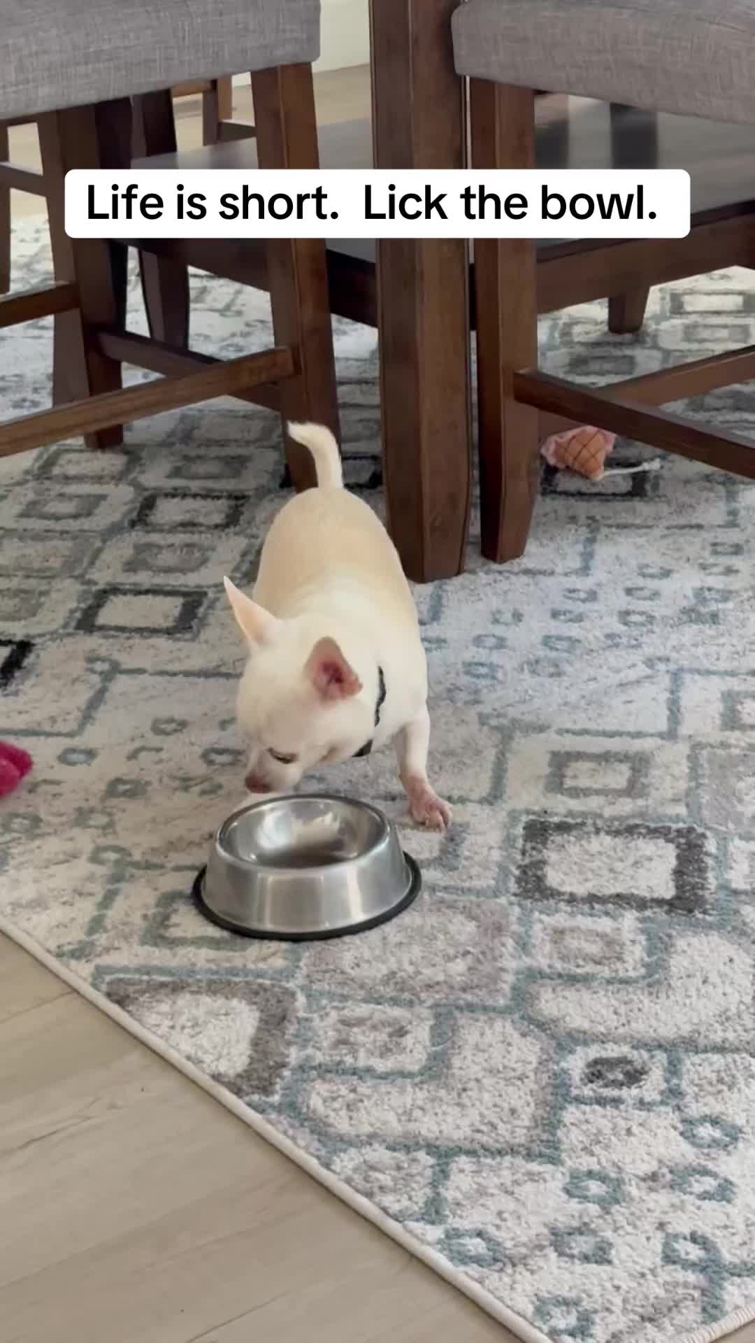 @Maximo Cornelius the Beefy Chi