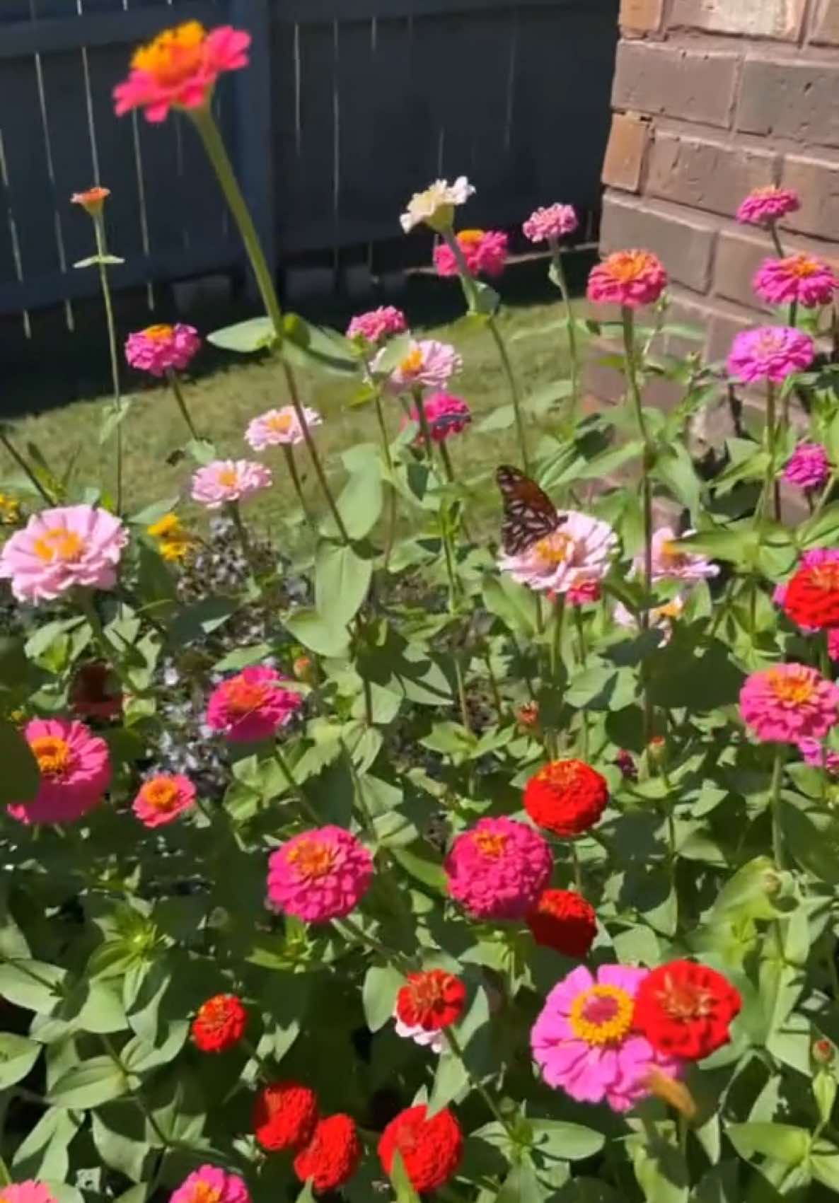 @👩🏻🌾 Hiba’s Garden🪴🌻